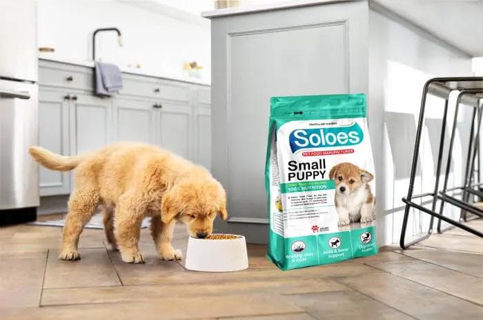 the-connection-between-nutrition-and-dental-health-in-pets