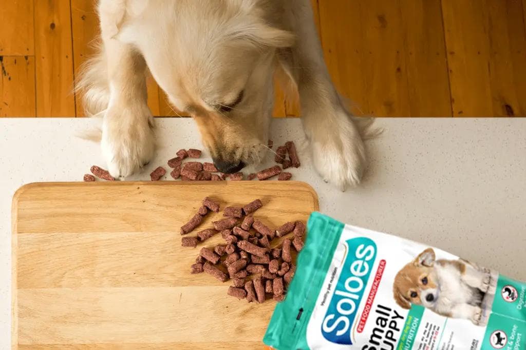 nutritional-support-for-pregnant-and-nursing-pets